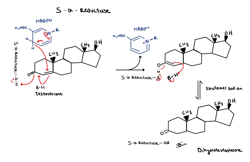 5α-reductase enzyme causes hair loss 5α-reductase enzyme causes hair loss
