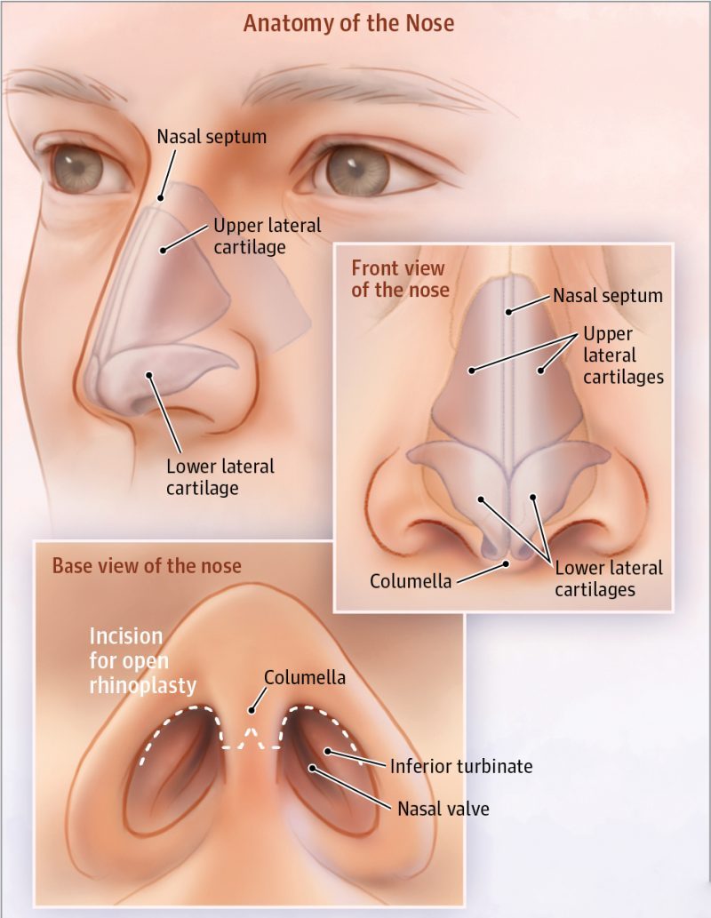 anatomy of the nose 