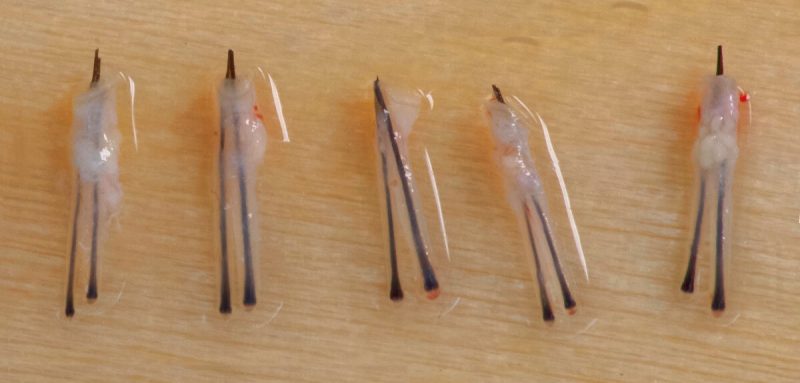 Harvested hair grafts 