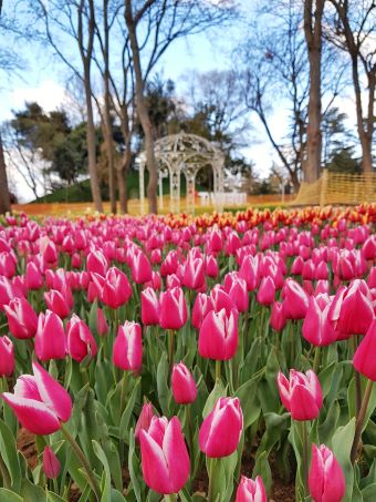 festival de las tulipas en Estambul