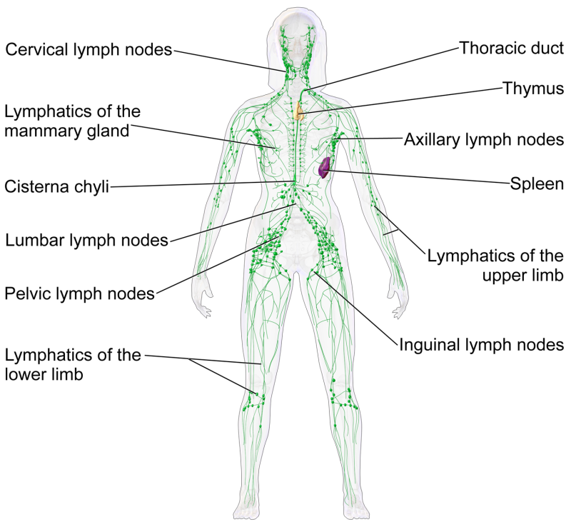 lymphatic system map