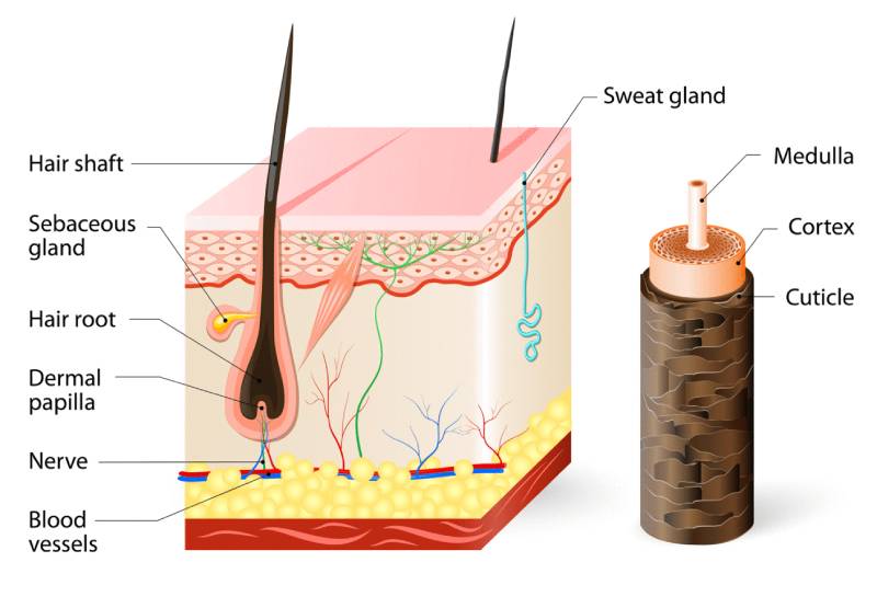 Balding and Hair Thinning, What Are the Best Hair Loss Treatments 9 hair anatomy Hair Anatomy Infographic
