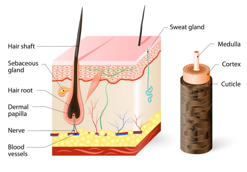 Hair Anatomy Infographic 