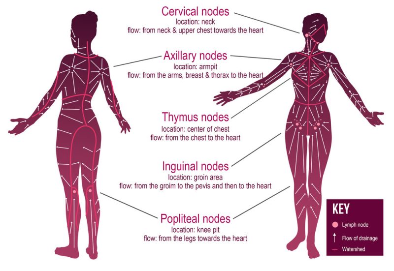 lymphatic drainage map