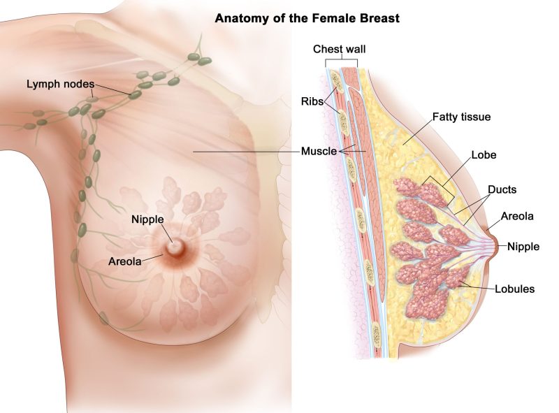 Anatomy of female breast 