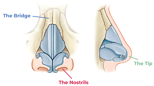Structure of the Nose
