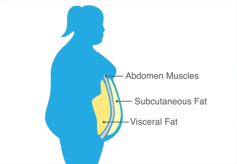 Foto informativa sobre grasa visceral y grasa subcutánea en las partes del cuerpo
