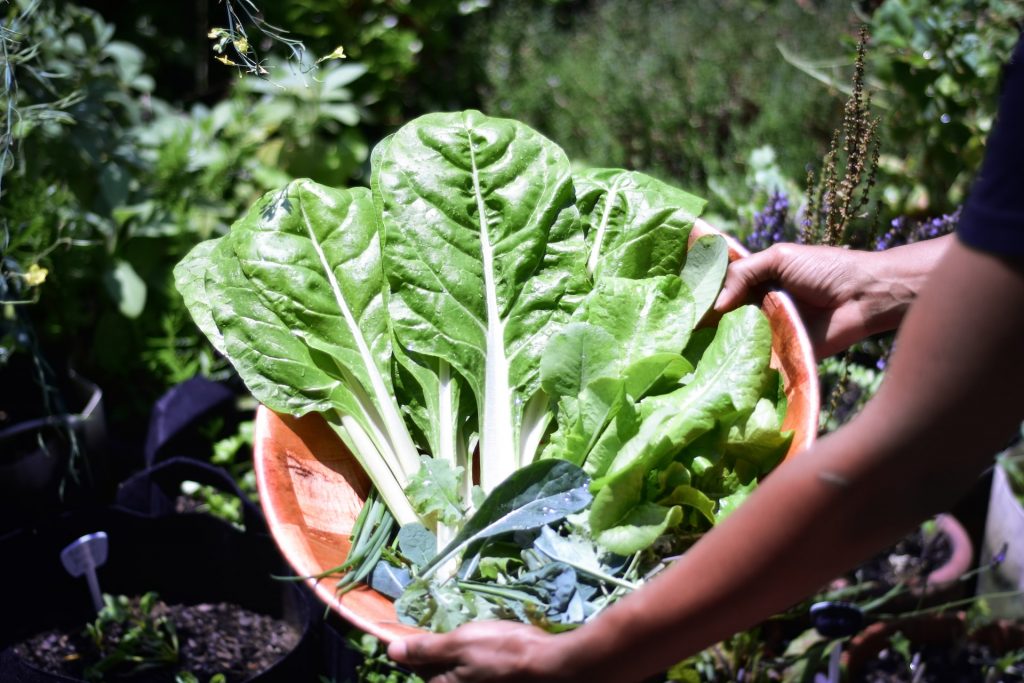 Hojas verdes deben estar en tu dieta después del trasplante capilar | MCAN Health