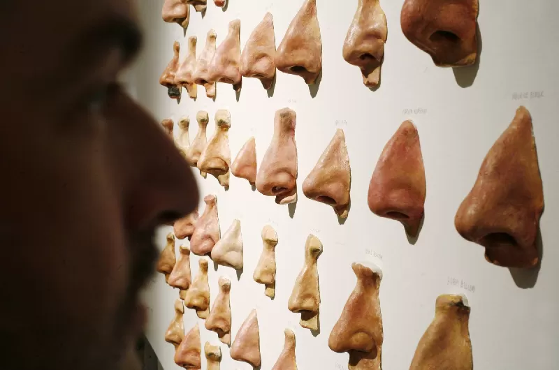 nose shapes