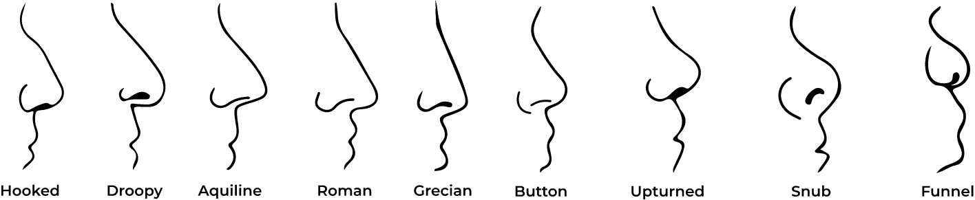 Différentes formes de nez