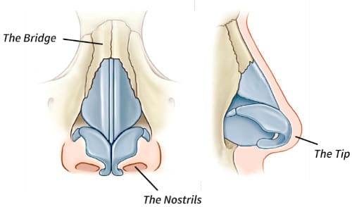 Die Struktur der Nase