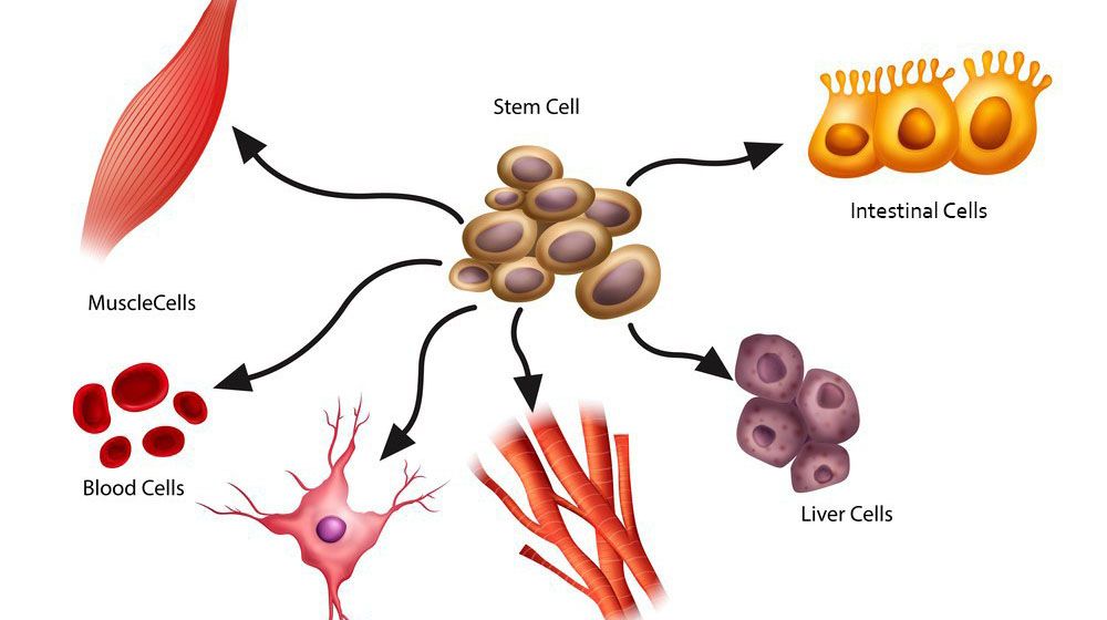 What Is Stem Cell? How Can It Be Beneficial for Treating Hair Loss? 2 stemcells stem cell hair transplant
