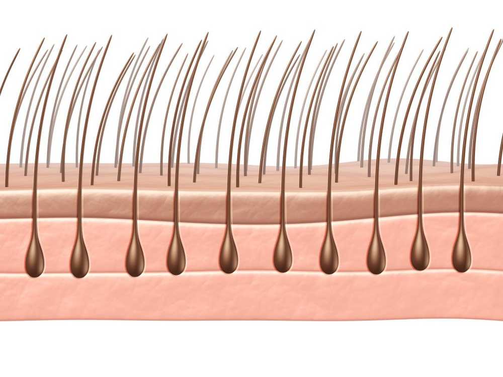 hair follicle cloning