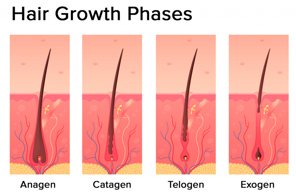 hair growth phases