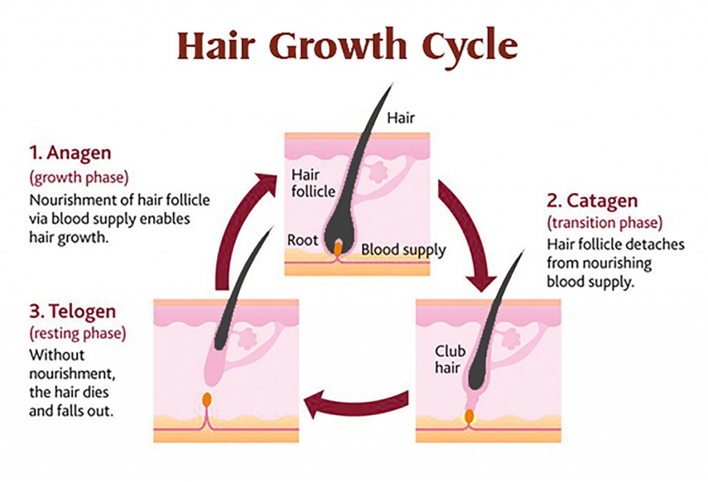 hair growth cycle explanation