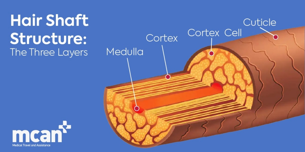 Hair Shaft Structure The Three Layers