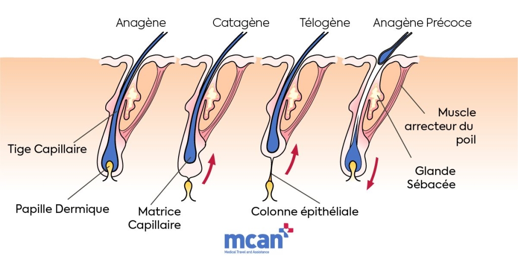 comment le cheveu pousse reellement