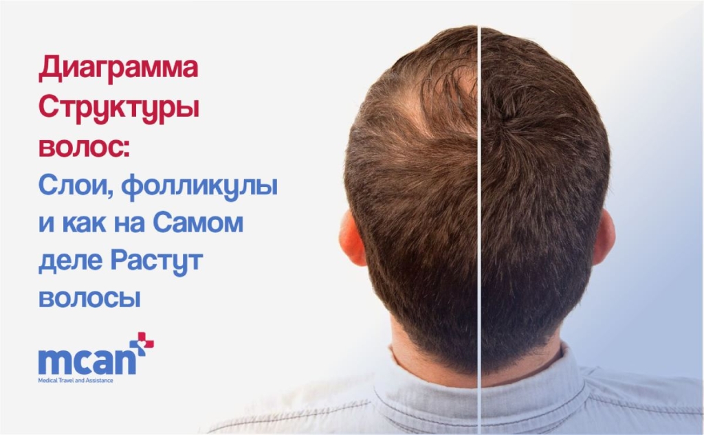 Диаграмма структуры волос: слои, фолликулы и как на самом деле растут волосы 1 diagramma struktury volos sloi follikuly i kak rastut volosy diagramma-struktury-volos-sloi-follikuly-i-kak-rastut-volosy