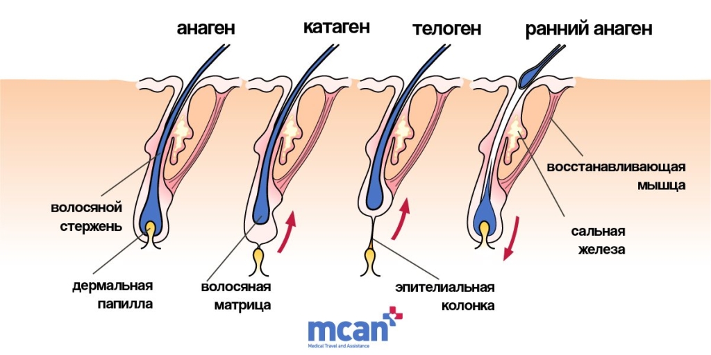 Диаграмма структуры волос: слои, фолликулы и как на самом деле растут волосы 3 kak na samom dele rastut volosy kak-na-samom-dele-rastut-volosy