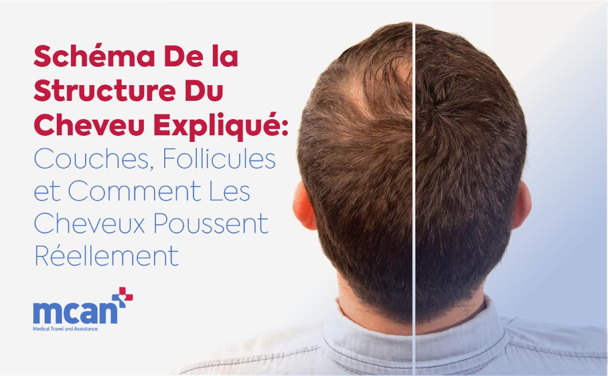 schema-de-la-structure-du-cheveu-explique-couches-follicules-et-comment-les-cheveux-poussent-reellement