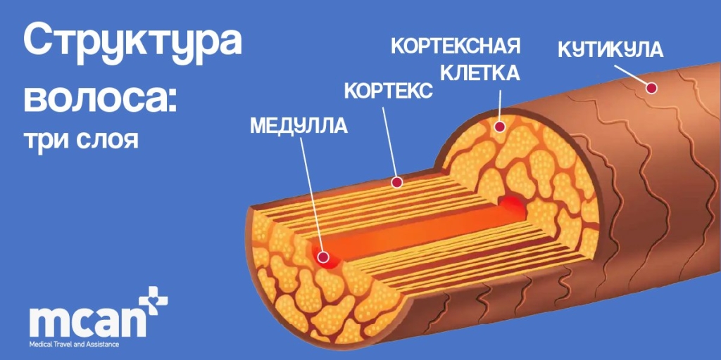 Диаграмма структуры волос: слои, фолликулы и как на самом деле растут волосы 2 stroenie sterzhnya volosa tri sloya stroenie-sterzhnya-volosa-tri-sloya