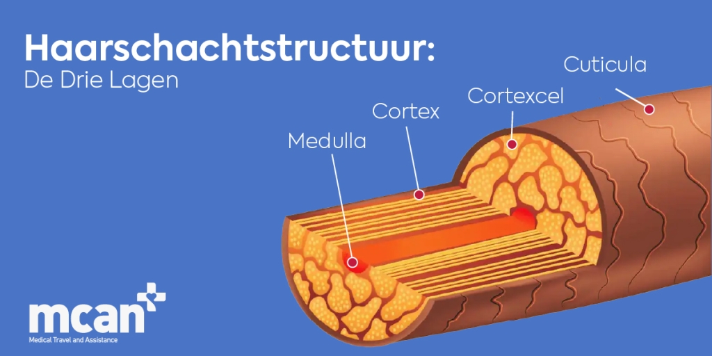 Structuur van de haarstam de drie lagen