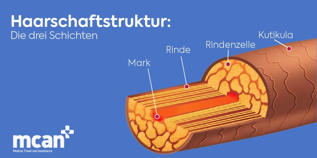 aufbau des haarschafts die drei schichten