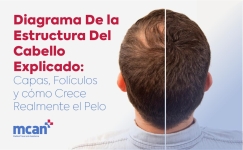 diagrama-de-la-estructura-del-cabello-explicado-capas-foliculos-y-como-crece-realmente-el-pelo