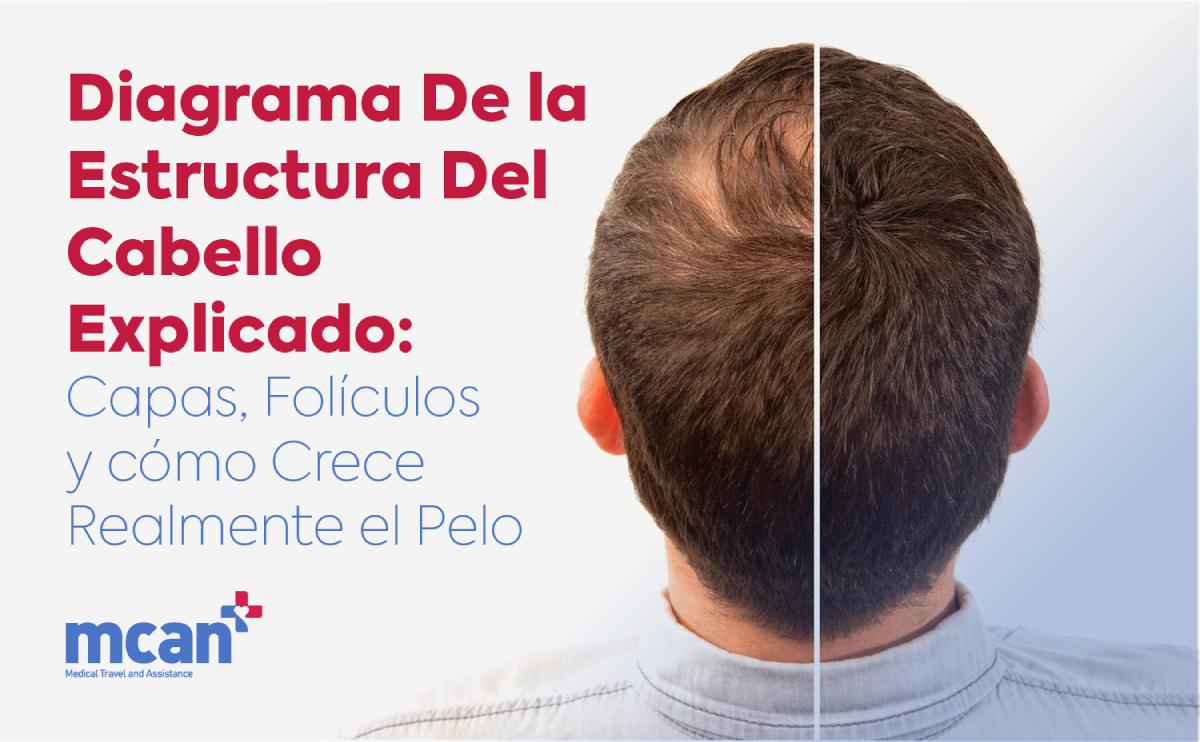 Diagrama de la estructura del cabello explicado: Capas, folículos y cómo crece realmente el pelo 2 diagrama de la estructura del cabello explicado capas foliculos y como crece realmente el pelo diagrama-de-la-estructura-del-cabello-explicado-capas-foliculos-y-como-crece-realmente-el-pelo
