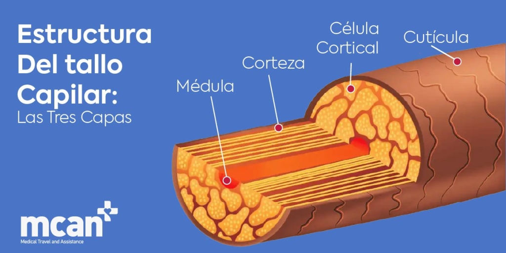 Diagrama de la estructura del cabello explicado: Capas, folículos y cómo crece realmente el pelo 2 estructura del tallo capilar las tres capas estructura del tallo capilar las tres capas