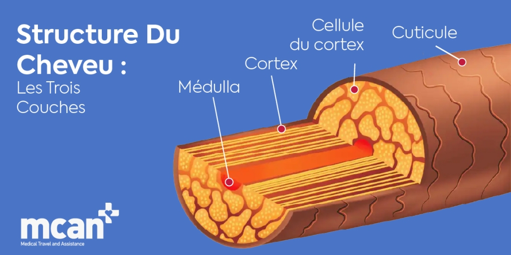 structure de la tige capillaire les trois couches