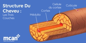 Schéma de la structure du cheveu expliqué: couches, follicules et ...