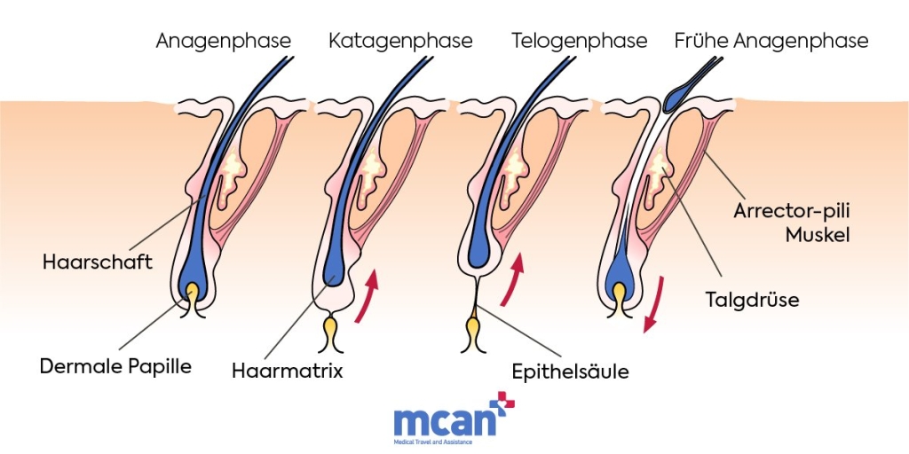 wie haare tatsachlich wachsen