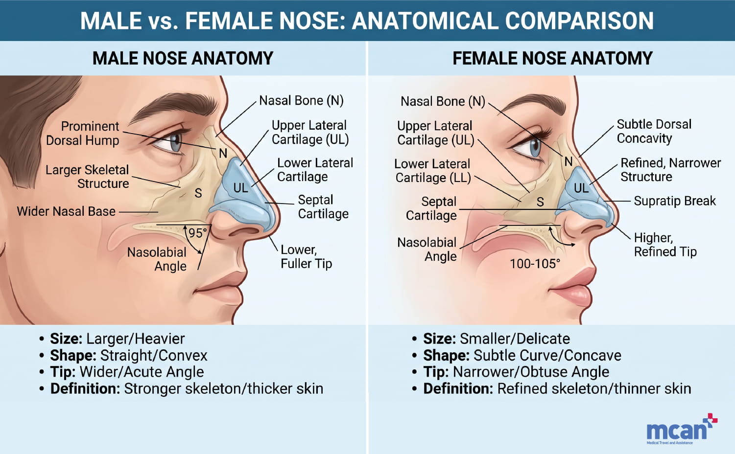 Male vs Female Rhinoplasty: How Gender Shapes Your Nose Job 2 How Male and Female Noses Differ Anatomically en How Male and Female Noses Differ Anatomically en